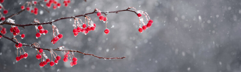 Red crabapple berries tree branches with wet snow in winter web banner
