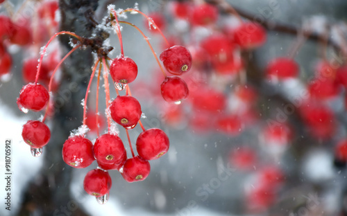 Closeup clusters of red crabapple berries on tree branches with wet snow in winter photo