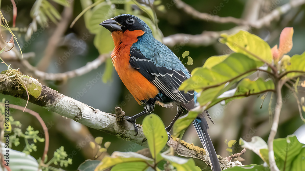 Flamecrested Tanager perched on a branch in the Amazon rainforest its vibrant plumage and lively calls adding to the colorful and dynamic avian life of this rich ecosystem Flamecrested Tanager perched on a branch in the Amazon rainforest its vibrant plumage and lively calls adding to the colorful and dynamic avian life of this rich ecosystem
