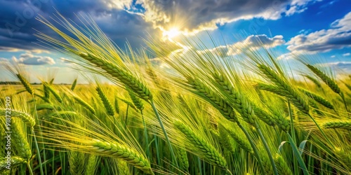 Vibrant green barley ears sway gently in early summer, filling a sun-kissed agricultural field with a warm, natural beauty, perfect for food and drink production. photo