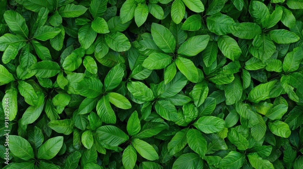 Lush Green Foliage Background - Close-Up of Vibrant Green Leaves in a Dense Pattern, Perfect for Nature, Botanical, and Environmental Themes Lush Green Foliage Background - Close-Up of Vibrant Green Leaves in a Dense Pattern, Perfect for Nature, Botanical, and Environmental Themes