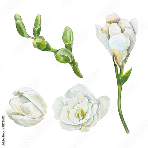Freesia, white flowers and green buds, set. Botanical watercolor illustration. Birthday cards, wedding invitations, labels, covers, banners, posters.