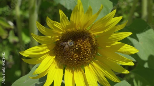 向日葵と蜜蜂