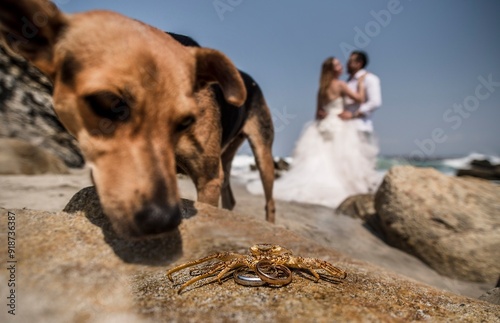 bride groom and dog on the beach