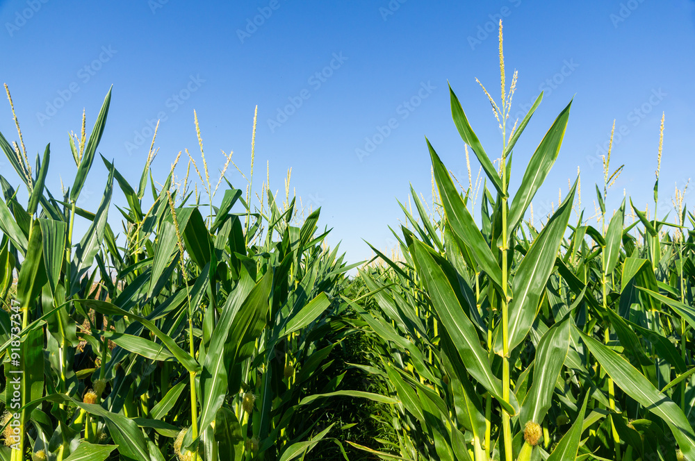 Fototapeta premium Extensive Rows of Corn Under a Clear and Sunny Sky.