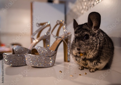 chinchilla on a table 