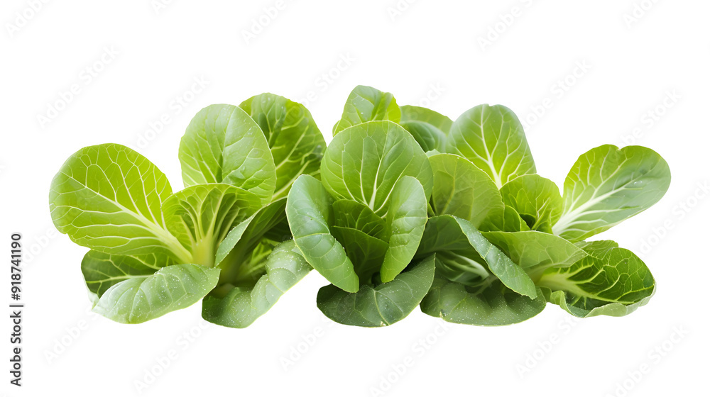 Baby pak choi isolated on white background Baby pak choi isolated on white background