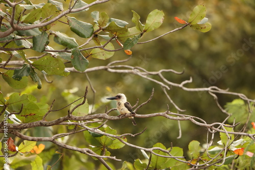 Great-billed kingfisher  (Pelargopsis melanorhyncha) in Tangkoko national park, Sulawesi, Indonesia  photo