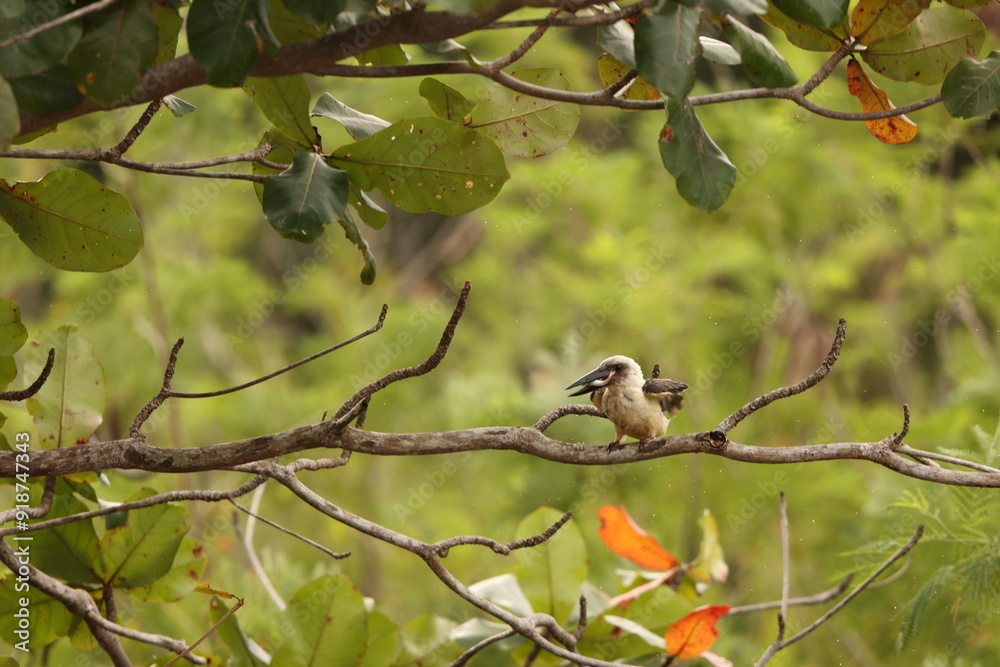 Obraz premium Great-billed kingfisher (Pelargopsis melanorhyncha) in Tangkoko national park, Sulawesi, Indonesia 