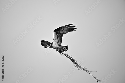 Osprey in flight