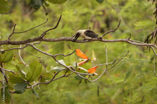 Great-billed kingfisher  (Pelargopsis melanorhyncha) in Tangkoko national park, Sulawesi, Indonesia  photo