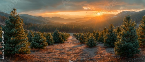 Panoramic view of a Christmas tree farm with families picking out their trees captured using a drone to show the expanse and holiday activity