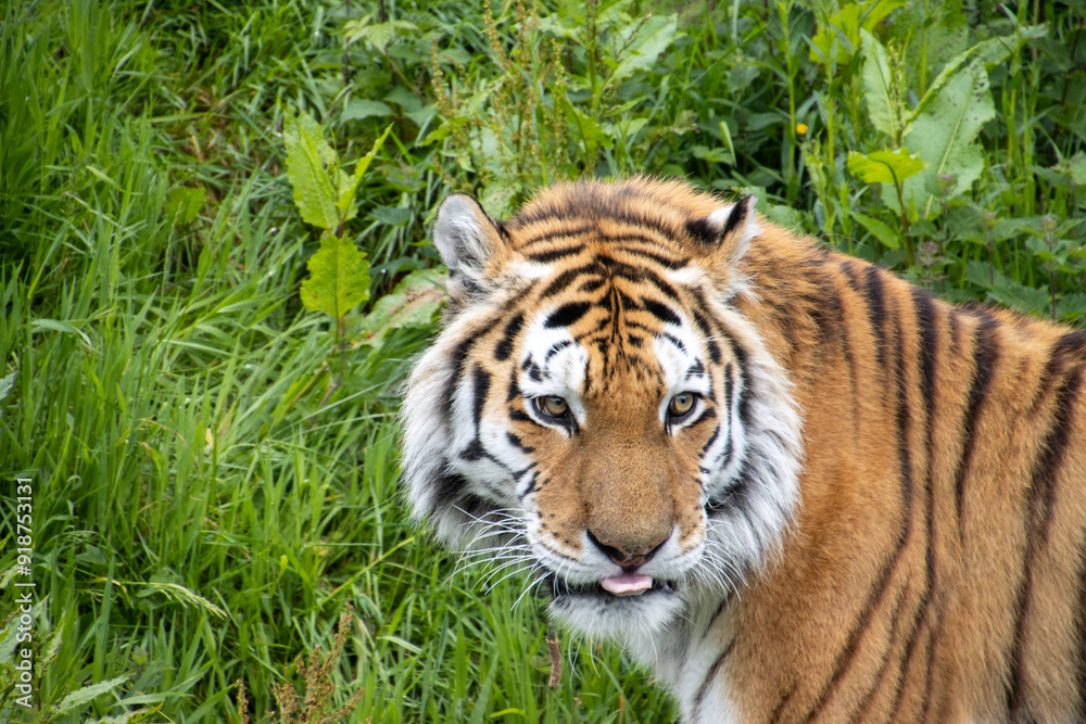 Fototapeta premium Tiger sticking it's tongue out