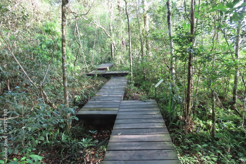 Broadwalk in rainforest photo