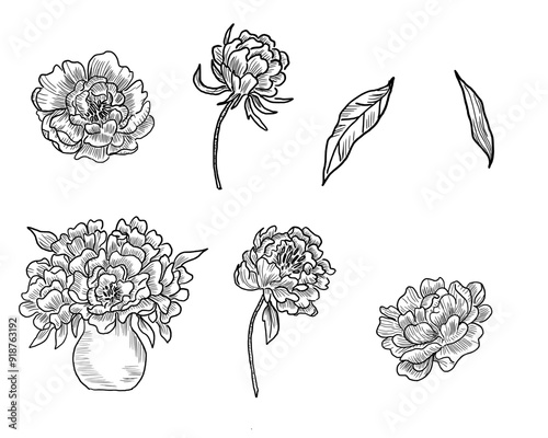 Wallpaper Mural Hand Drawn Peony Flower Illustration Torontodigital.ca