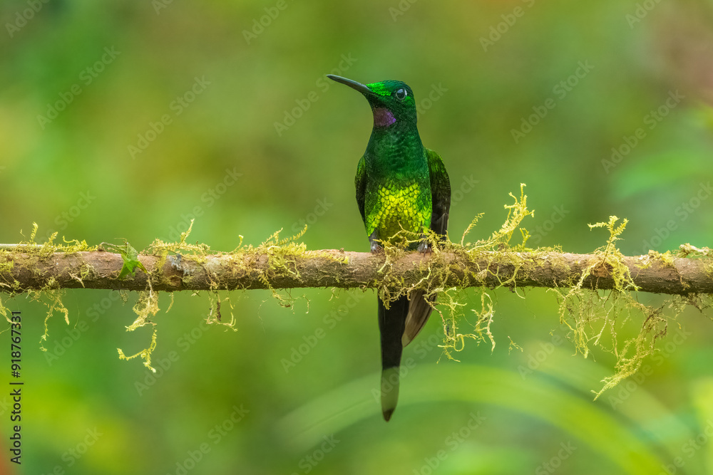 Fototapeta premium Empress Brilliant, Heliodoxa imperatrix in flight, Impressive hummingbird of Andean cloud forest in northwestern Ecuador and western Colombia.