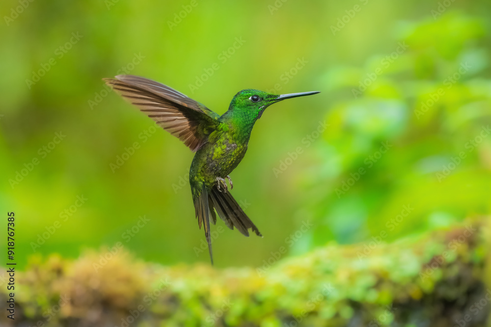 Fototapeta premium Empress Brilliant, Heliodoxa imperatrix in flight, Impressive hummingbird of Andean cloud forest in northwestern Ecuador and western Colombia.