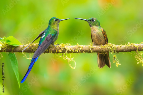Violet-tailed Sylph - Aglaiocercus coelestis, beautiful long tailed hummingbird of South America, Mindo, Ecuador, 4K resolution