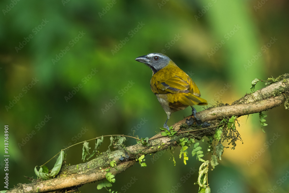 Fototapeta premium Buff-throated saltator (Saltator maximus magnoides) adult perched on branch Costa Rica