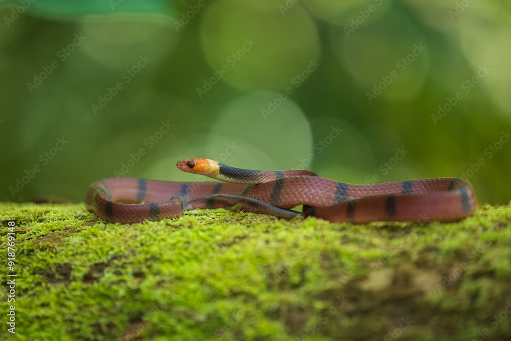 Tropical Flat Snake (Siphlophis compressus), wildlife from Costa Rica rainforest, close up, Tropical Flat Snake (Siphlophis compressus), wildlife from Costa Rica rainforest, close up,