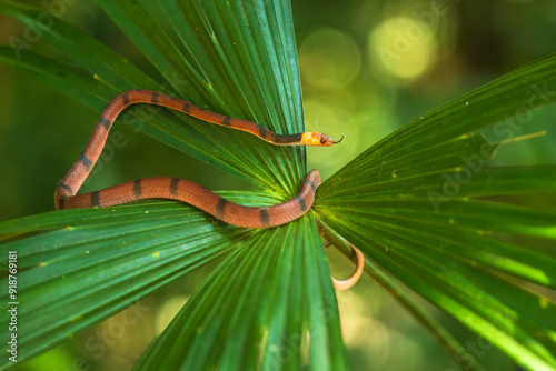 Tropical Flat Snake (Siphlophis compressus), wildlife from Costa Rica rainforest, close up,  photo