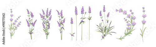 Set of lavender flowers elements. Collection of lavender flowers on a white background. Vector illustration bundle.