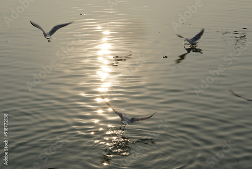 seagull flying over water