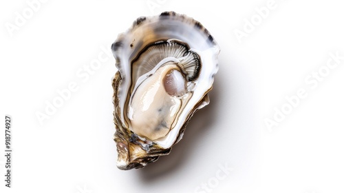 A small oyster shell with a white interior