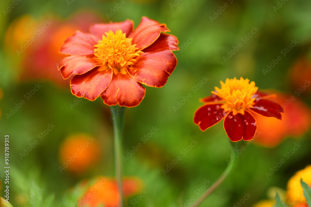 Flowers Marigolds. Side view. High resolution photo. Selective focus. Flowers Marigolds. Side view. High resolution photo. Selective focus.