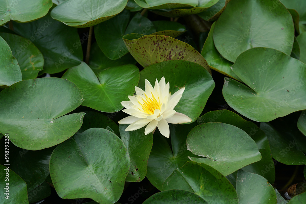 white water lily white water lily