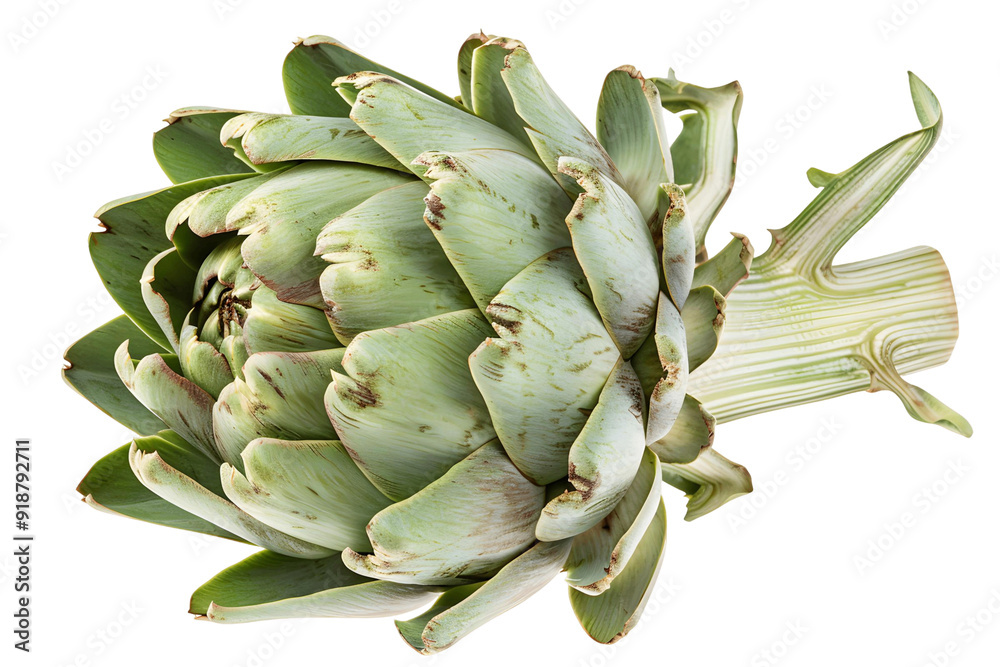artichoke isolated on transparent artichoke isolated on transparent