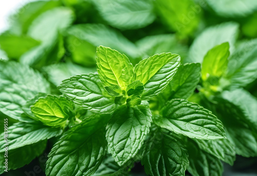 Fresh green mint leaves arranged on a white background, showcasing their vibrant color and texture.