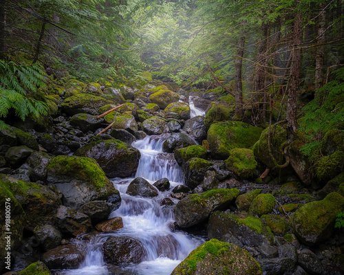 Olympic national forest