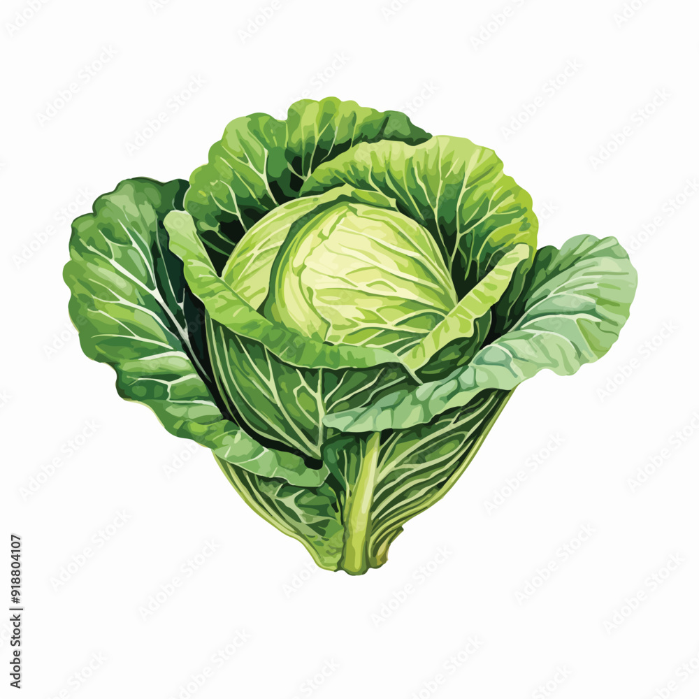 Obraz premium Cabbage watercolor illustration. Hand drawn underwater element design. Artistic vector marine design element. Illustration for greeting cards, printing and other design projects. 