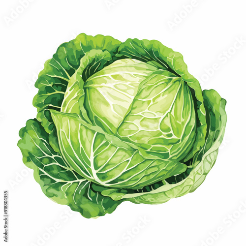 Cabbage watercolor illustration. Hand drawn underwater element design. Artistic vector marine design element. Illustration for greeting cards, printing and other design projects.
