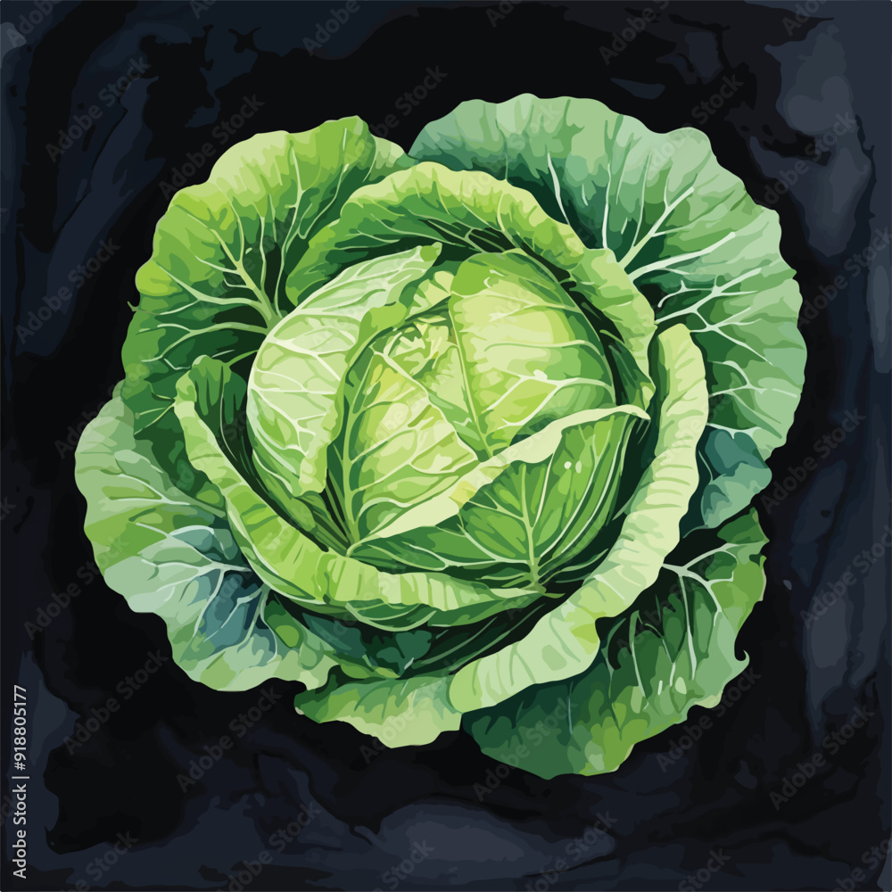 Obraz premium Cabbage watercolor illustration. Hand drawn underwater element design. Artistic vector marine design element. Illustration for greeting cards, printing and other design projects. 