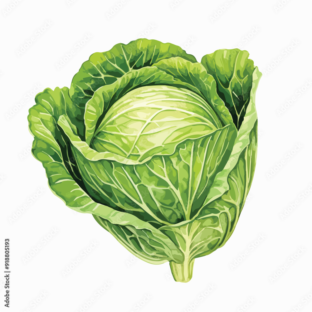 Fototapeta premium Cabbage watercolor illustration. Hand drawn underwater element design. Artistic vector marine design element. Illustration for greeting cards, printing and other design projects.
