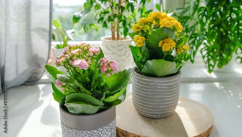 Two Kalanchoe flower pots with bright yellow and pink flowers stand on a wooden stand in a bright room, the plant is flooded with soft natural light, casting shadows on the stand.