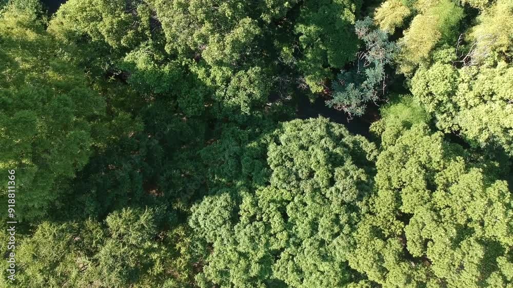 ドローンで空撮した夏の公園の森の緑の風景 ドローンで空撮した夏の公園の森の緑の風景