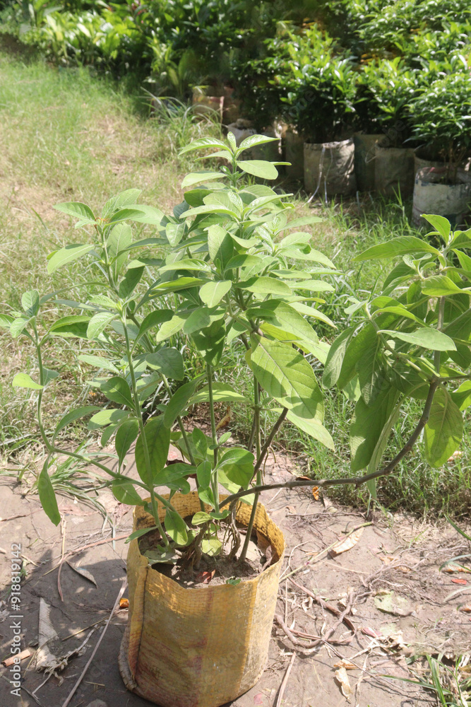 Allamanda blanchetii flower plant on nursery Allamanda blanchetii flower plant on nursery