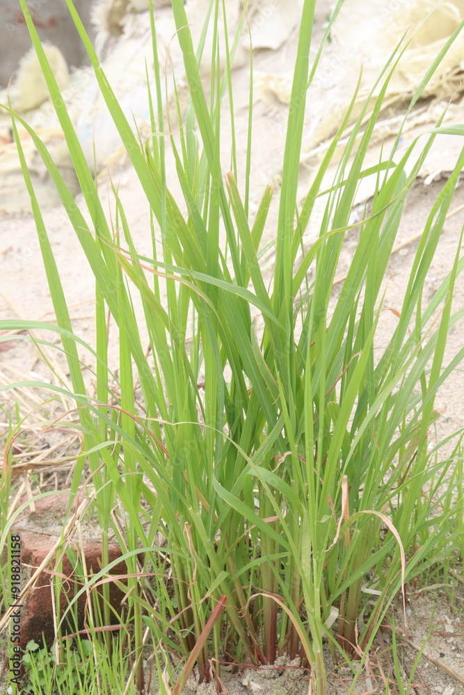 Obraz premium andropogon bicornis plant on forest