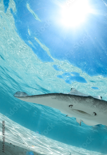 A stingray under the sun in the lagoon of Moorea, French polynesia