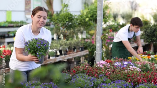 Interested thoughtful young girl choosing ornamental potted plants for courtyard decoration in greenhouse, holding bush of blooming Lobelia erinus with blue flowers. High quality 4k footage photo