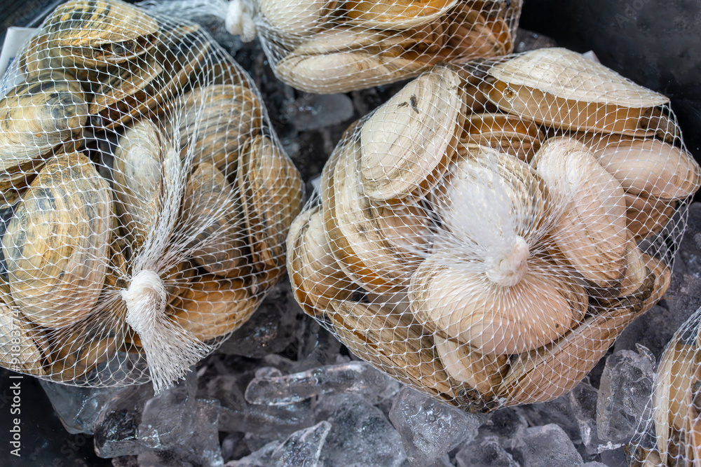 Fototapeta premium geoduck shellfish in bag on ice in the market