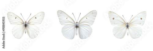 Set of A close-up of a luminous white butterfly with intricate wing patterns isolated on transparent background