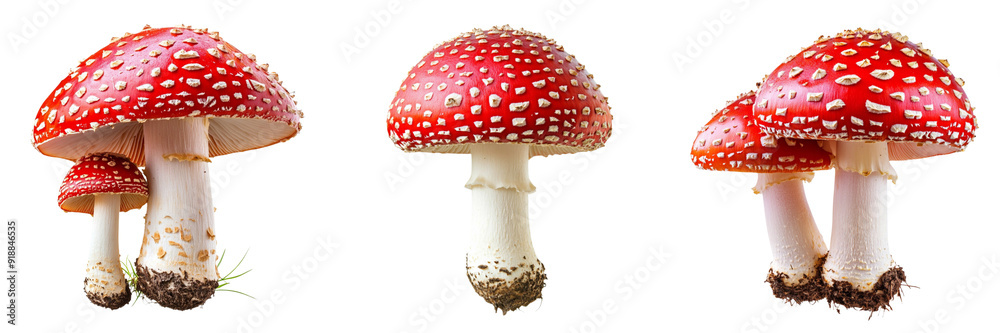 Set of A collection of fly agaric mushrooms arranged on a pristine white background, showcasing their distinctive red caps with white spots isolated on transparent background Set of A collection of fly agaric mushrooms arranged on a pristine white background, showcasing their distinctive red caps with white spots isolated on transparent background