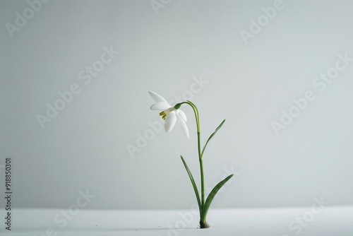 Fragile beauty of a snowdrop: a minimalist floral depiction symbolizing purity