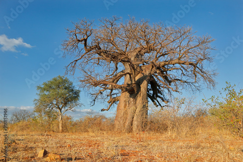 Принти на полотні Large baobab tree (Adansonia digitata) in savanna during the dry season, Limpopo province, South Africa