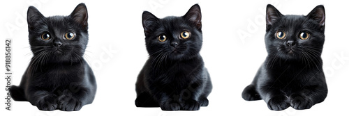 Set of black cat's face with vibrant yellow eyes staring directly into the camera isolated on transparent background