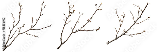 Set of Minimalistic top view of delicate willow branches covered in a light dusting of snow isolated on transparent background